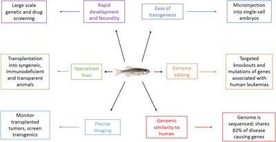 Genetic Models of Leukemia in Zebrafish